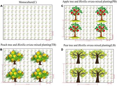 Integrated management of fruit trees and Bletilla striata: implications for soil nutrient profiles and microbial community structures